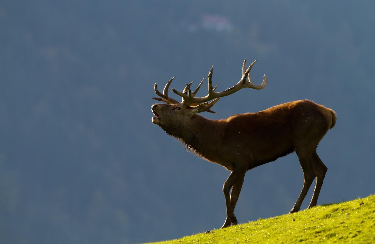 Haus Treffer Hotel Kirchdorf in Tirol Eksteriør billede